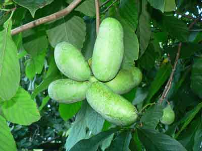 Asimina triloba photo