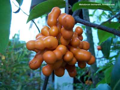 Zig Zag Vine photo