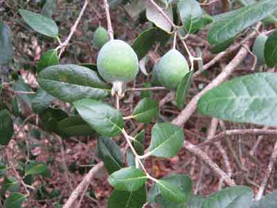Feijoa photo