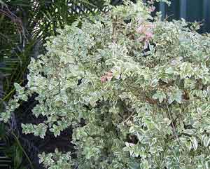 Variegated Jaboticaba photo
