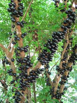 Jaboticaba photo