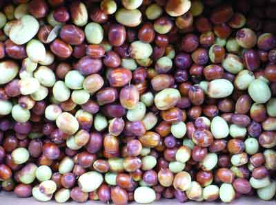 Jujube photo