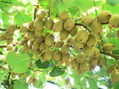 Gold Kiwi fruit photo