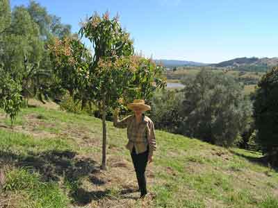 Young mango tree, Sheryl Backhouse photo