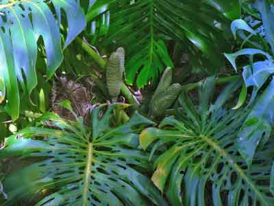Monstera plant with fruit.