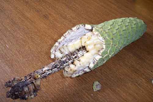 Monstera fruit opened.