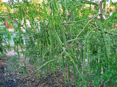 Moringa photo