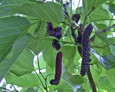 Mulberry photo