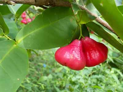 Wax Jambu photo