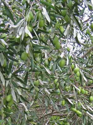 Kalamata Olive photo
