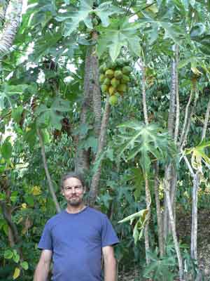 Papaya photo