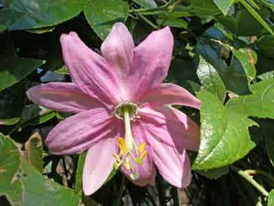 Banana Passionfruit flower photo