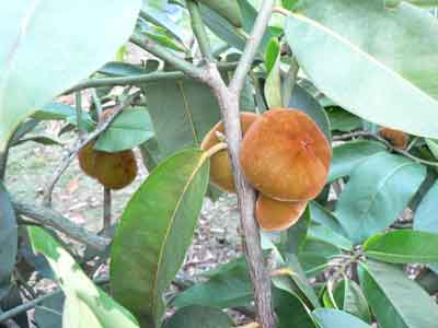 Mabolo photo