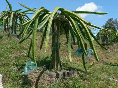 Pitaya Vine photo