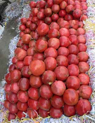 Pomegranate photo