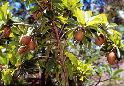 Sapodilla photo