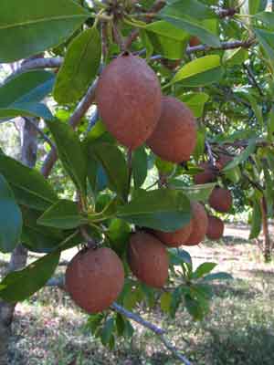 Sapodilla photo