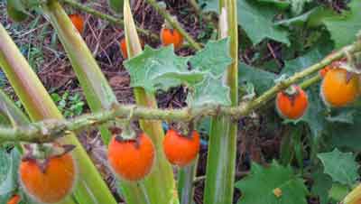 Naranjilla photo