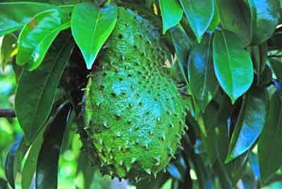 Soursop photo