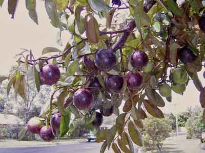 Star Apple photo