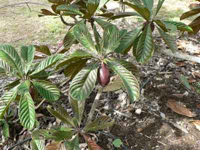 Jaboticaba photo