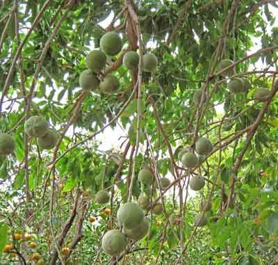 White Sapote photo